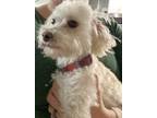 Adorable Malti-poo Dog For Private Adoption - Nashville TN