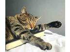 Hoboken NJ - Stunning Male Tabby Cat Oliver Seeks Loving Home