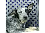 Adopt Miss Hocus a Blue Heeler / Mixed dog in Midland, TX (35505376)