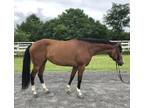 OnsiteOff Site Lease 5 Year Old Appendix Mare