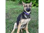Adopt Charlotte 11919 a Black German Shepherd Dog / Mixed dog in Cumming