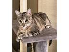 Adopt Penny a Tiger Striped Bengal (short coat) cat in Harrisburg, NC (35505962)