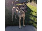 Adopt Marlowe a Tan/Yellow/Fawn - with Black Bloodhound / Belgian Malinois /