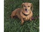 Adopt Butterball a Red/Golden/Orange/Chestnut Dachshund / Mixed dog in Lindsay