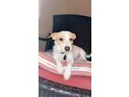 Adopt Oliver a White - with Brown or Chocolate Jack Russell Terrier / Mixed dog