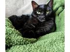 Adopt Charlotte a All Black American Shorthair / Mixed (short coat) cat in