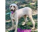 Adopt ADA - Nancy a Poodle (Standard) / Mixed dog in Tulsa, OK (35504365)
