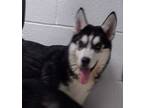 Adopt Brady a Black Husky / Mixed dog in Cleveland, OH (35503678)