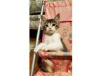 Adopt Stingray a Spotted Tabby/Leopard Spotted Domestic Shorthair (short coat)
