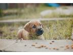 Adopt Murray a Tan/Yellow/Fawn Doberman Pinscher dog in oklahoma city