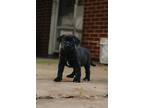 Adopt Logan a Black - with White Doberman Pinscher dog in oklahoma city