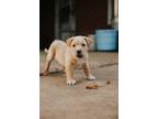 Adopt Washita a White Doberman Pinscher dog in oklahoma city, OK (35502970)