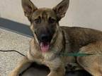 Adopt a Tan/Yellow/Fawn Belgian Malinois / Mixed dog in Visalia, CA (35502233)
