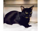 Adopt Baby cat a All Black Domestic Shorthair / Domestic Shorthair / Mixed cat