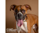 Adopt Gunny a Tan/Yellow/Fawn Boxer / Mixed dog in Tulsa, OK (33045767)