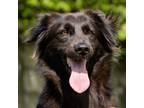 Adopt DILLY [ located on Vancouver Island ] a Spaniel, Mixed Breed