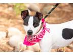 Adopt Theona a Jack Russell Terrier