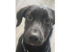 Adopt Myra a Black Labrador Retriever, German Shepherd Dog