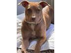 Adopt Maggie a Pit Bull Terrier