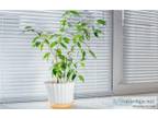 Looking for elegant and durable Plantation Shutters