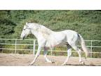 Beautiful revised PRE stallion!!