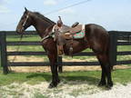 Really Nice Registered Friesian Blood Horse 2 Year Old Gelding, Gentle & Quiet