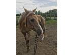Palomino mare for sale