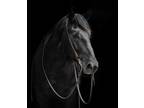 Ripley - 16H, 2018' black Percheron quarter horse cross bred gelding