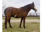 Tontor-rio - 16 year old, 13.2H, bay overo paint pony gelding ~ WATCH HIS