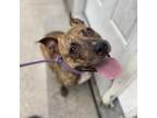 Adopt Bryn a Pit Bull Terrier, Mixed Breed