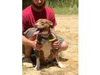 Adopt Marley Grace a Pit Bull Terrier, American Staffordshire Terrier