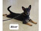 Adopt River a Terrier