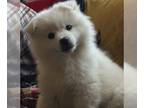 American Eskimo Dog PUPPY FOR SALE ADN-439651 - Adorable Miniature American