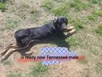 Adopt Tennessee a Rottweiler, Mixed Breed