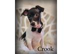 Adopt Crook a Dachshund, Rat Terrier