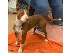 Adopt Wizzy a Bull Terrier, Mixed Breed