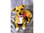 Adopt Lilly a Chiweenie