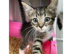Adopt Twinky a Domestic Short Hair