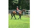 Adopt Cullee a Thoroughbred