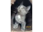 Adopt Louie (needs a kitten friend or young cat) a Domestic Short Hair
