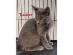 Adopt Tucker (needs a kitten or young cat friend) a Domestic Short Hair