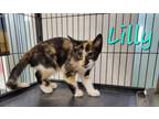 Adopt Lilly (needs a kitten or young cat friend) a Domestic Short Hair