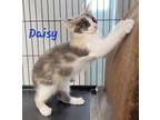 Adopt Daisy (needs a kitten or young cat friend) a Domestic Short Hair