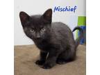 Adopt Mischief (needs a kitten or young cat friend) a Domestic Short Hair