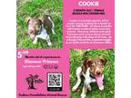 Adopt Cookie a Beagle, Hound