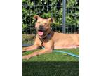 Adopt Lucy a Black Mouth Cur