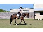 Super sweet east going thoroughbred gelding NICE mover too
