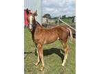 Beautiful filly out of Hickory Holly Time