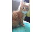 Adopt Migosh a Domestic Mediumhair / Mixed cat in Burnaby, BC (35513297)