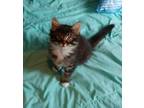 Adopt Taika a Domestic Mediumhair / Mixed cat in Burnaby, BC (35513296)